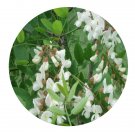 DwarfGiantFarm 200Pcs A Set Black Locust Seed