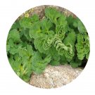 DwarfGiantFarm 200Pcs A Set Callianthemum pimpinelloides Seed