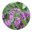 DwarfGiantFarm 200Pcs A Set Callicarpa bodinieri Purplepearl Seed