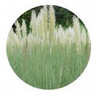 DwarfGiantFarm 200Pcs A Set bluestem Seed