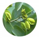 DwarfGiantFarm 200Pcs A Set Burretiodendron esquirolii Seed