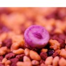 DwarfGiantFarm 20Pcs A Set c.RR723 seed
