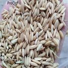 DwarfGiantFarm 3000pcs Olyza Sativa rice seed
