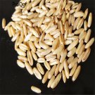 DwarfGiantFarm 3000pcs Avena sativa  seed