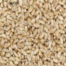 DwarfGiantFarm 3000pcs Triticum aestivum  seed