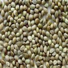 DwarfGiantFarm 5000pcs Hemp bonsai Medicine Drying Green Tea  seed