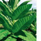 DwarfGiantFarm 50pcs  Tobacco bonsais bonsai semillas de flores seed