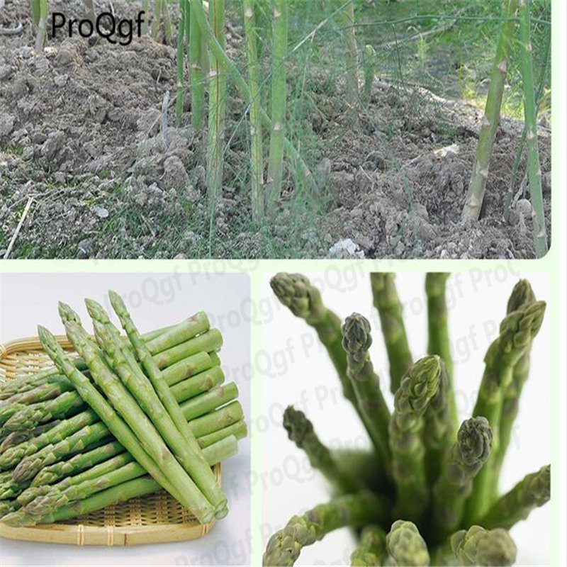DwarfGiantFarm 100pcs Asparagus officinalis seed