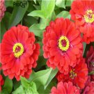 DwarfGiantFarm 3000pcs Calendula officinalis seed