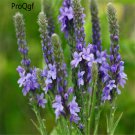DwarfGiantFarm 8000pcs Verbena officinalis  seed