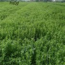 DwarfGiantFarm 8000pcs Stevia rebaudiana seed