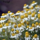 DwarfGiantFarm 500pcs Matricaria Chamomilia seed