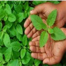 DwarfGiantFarm 8000pcs Ocimum Sanctum seed