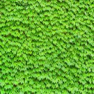 DwarfGiantFarm 2000pcs Parthenocissus Tricuspidata seed
