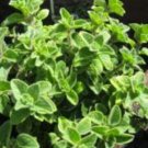 DwarfGiantFarm 5000pcs Italian Oregano