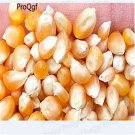 DwarfGiantFarm 200Pcs Sweet Corn Yellow waxy Corn  seed