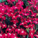 DwarfGiantFarm 8000pcs Lobelia erinus seed
