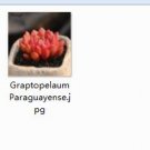 2pcs Graptopelaum Paraguayense mini plant