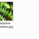 2pcs Epiphyllum oxypetalum mini plant
