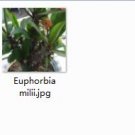 2pcs Euphorbia milii mini plant