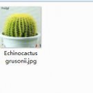 2pcs Echinocactus grusonii mini plant
