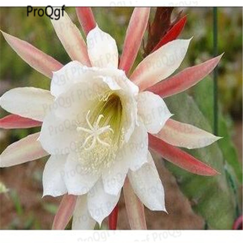 2pcs Nopalxochia mini plant