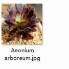2pcs Aeonium arboreum mini plant