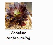 2pcs Aeonium arboreum mini plant
