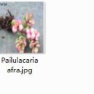 2pcs Pailulacaria afra  mini plant