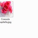 2pcs Crassula capitella mini plant