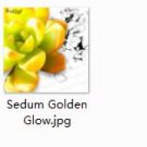 2pcs Sedum Golden Glow mini plant