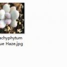2pcs Pachyphytum Blue Haze mini plant