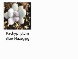 2pcs Pachyphytum Blue Haze mini plant