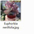 2pcs Euphorbia neriifolia mini plant