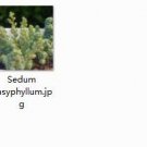 2pcs Sedum dasyphyllum mini plant