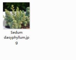 2pcs Sedum dasyphyllum mini plant