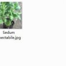 2pcs Sedum spectabile mini plant