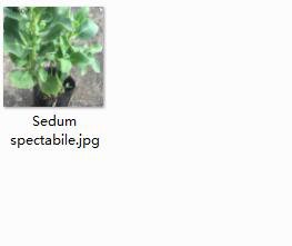 2pcs Sedum spectabile mini plant