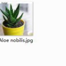 2pcs Aloe nobilis mini plant