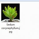 2pcs Sedum corynephyllum mini plant