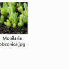2pcs Monilaria obconica  Mini plant