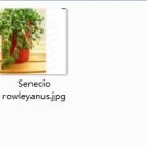 2pcs Senecio rowleyanus  Mini plant