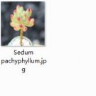 2pcs Sedum pachyphyllum  Mini plant
