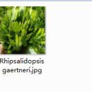 2pcs Rhipsalidopsis gaertneri Mini plant