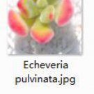 2pcs Echeveria pulvinata Mini plant