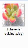 2pcs Echeveria pulvinata Mini plant