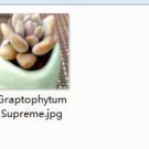 2pcs Graptophytum Supreme Mini plant