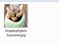 2pcs Graptophytum Supreme Mini plant