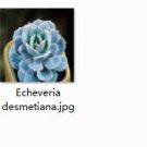2pcs Echeveria desmetiana Mini plant
