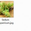 2pcs Sedum hispanicum Mini plant